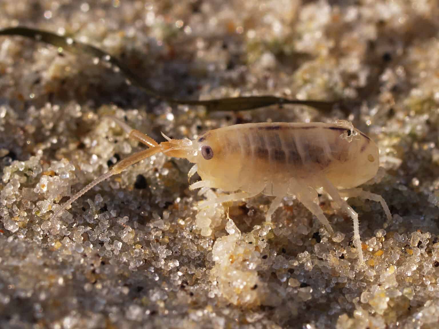 Sand fleas in florida identification behavior more 