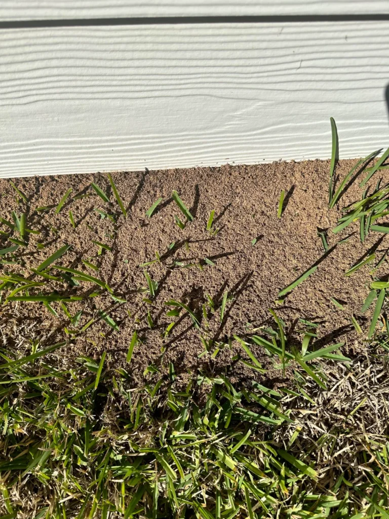 Fire ant mound in grass beside home foundation