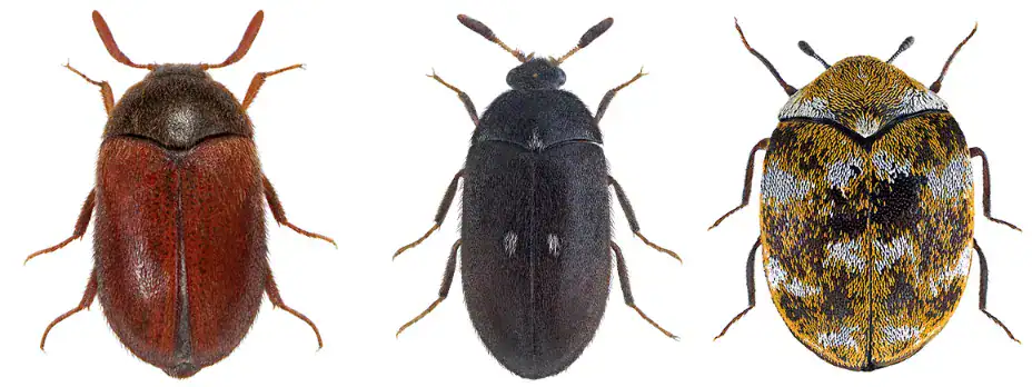 three carpet beetles