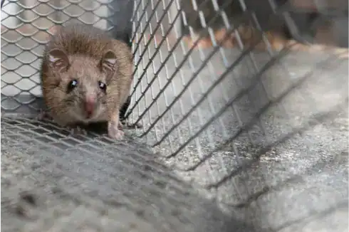 close photo of a mouse inside the netted space