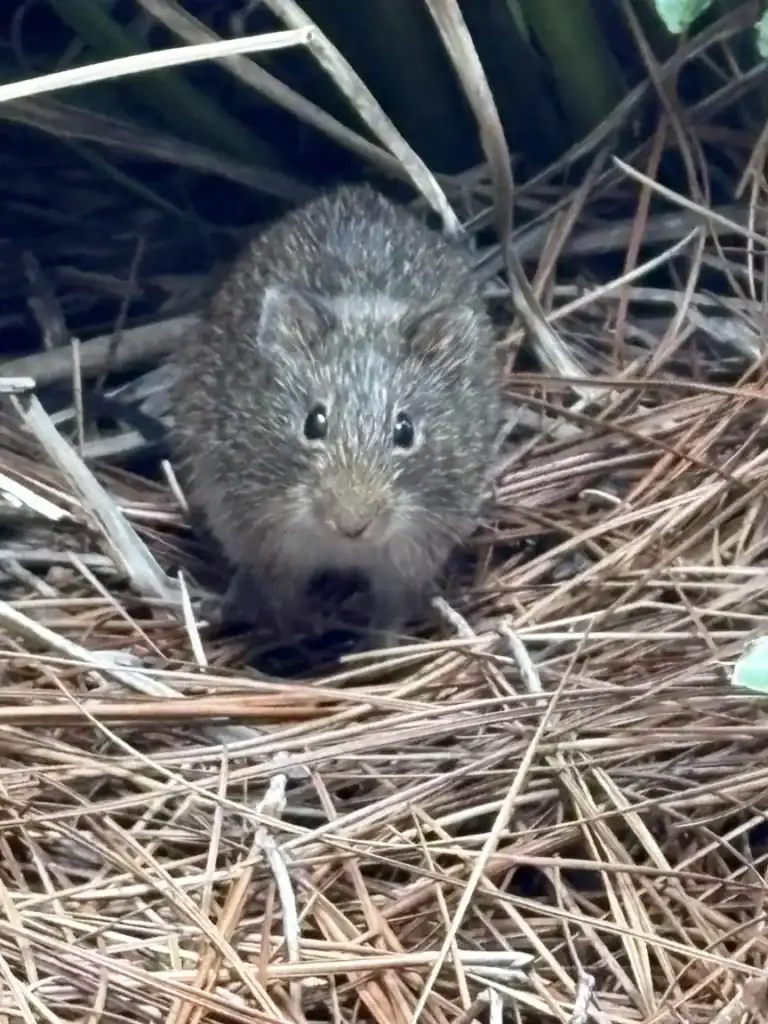 Mouse in nesting material close-up