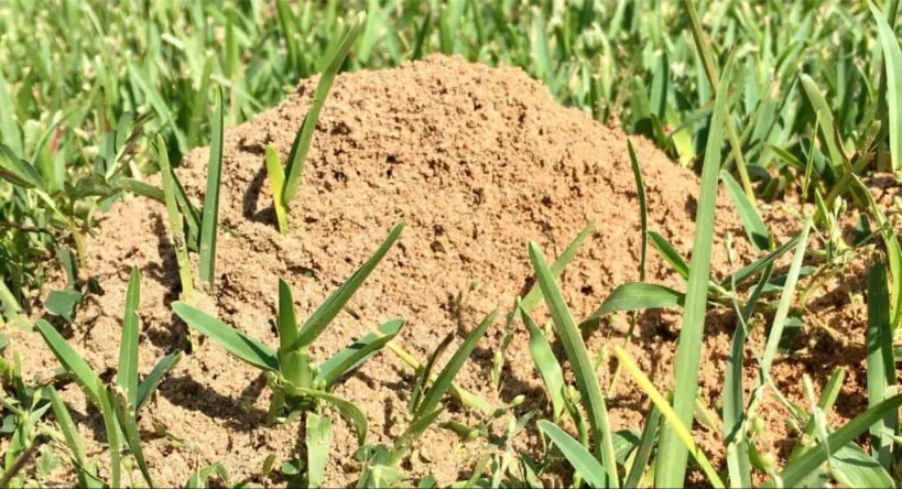 Large fire ant mound in a grassy lawn, indicating an active infestation