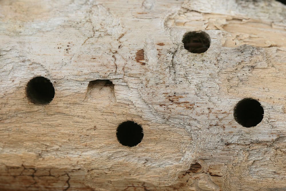 Close-up of round holes in wood caused by carpenter bee damage.