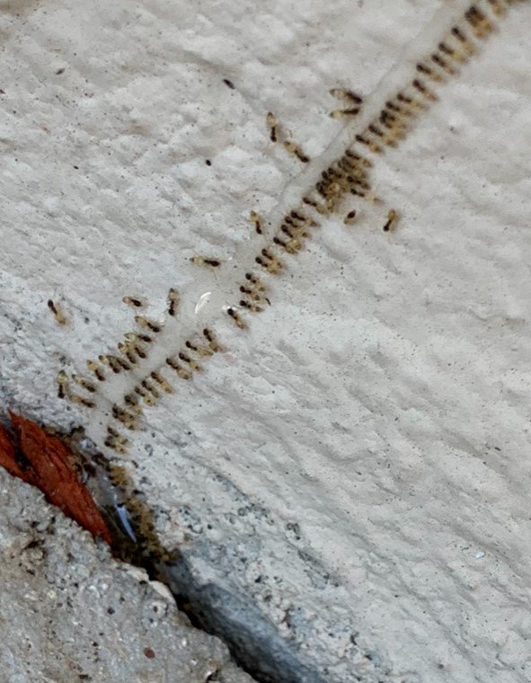 Trail of ghost ants crawling along a crack in a concrete surface.