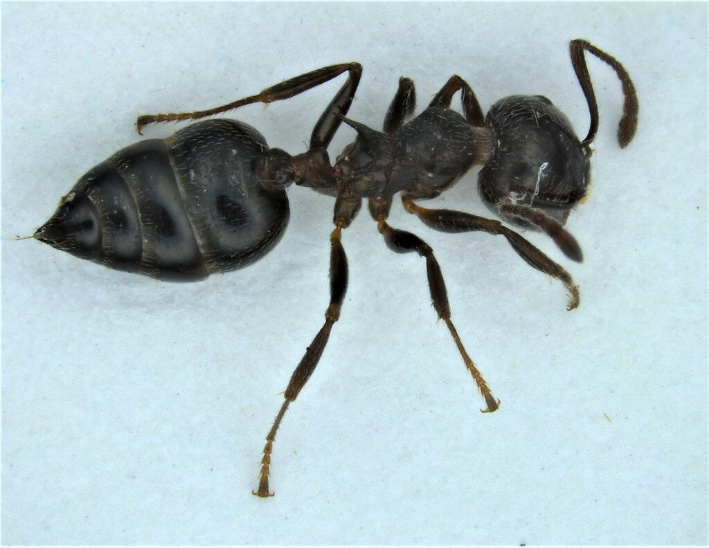 Close-up of an acrobat ant, displaying its heart-shaped abdomen, dark brown body, and bent antennae.
