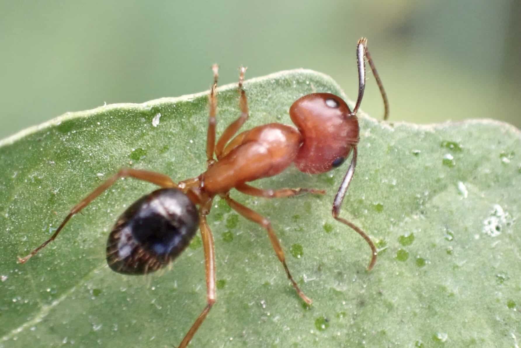 Close-up of a carpenter ant on a green leaf.