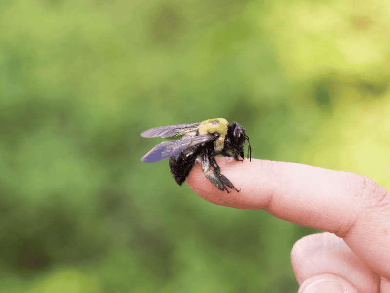 Carpenter bee resting on a person's finger, showing its large black body, yellow thorax, and translucent wings in a natural outdoor setting.