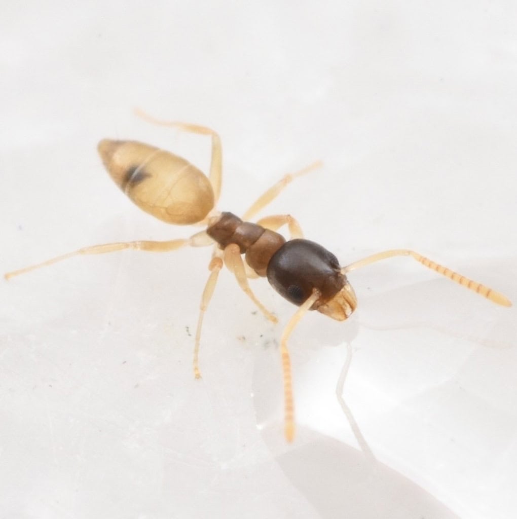 Close-up of a ghost ant with a dark head and translucent legs and abdomen.
