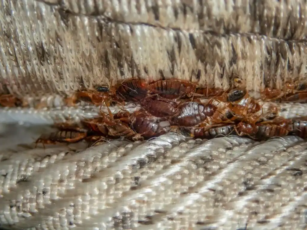 Close-up of bed bugs clustered together along the seam of a mattress.