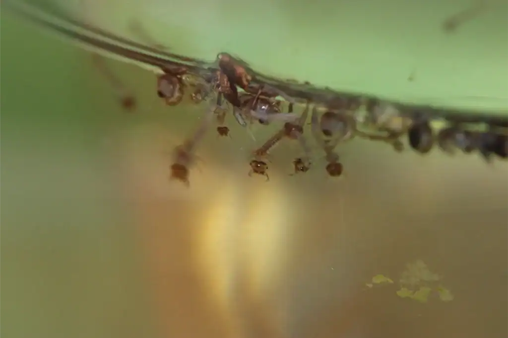Close shot of mosquito