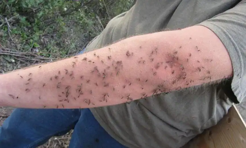 Man's arm covered by mosquitos