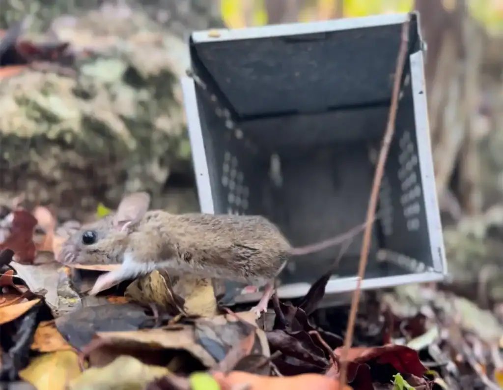 A small mouse moves through leaf litter in front of an open metal live-capture trap outdoors

