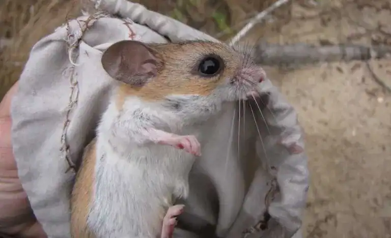 A close-up of a small rodent with brown and white fur