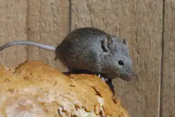 A small gray mouse is standing on a piece of bread in front of a wooden background.