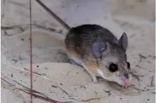 Rat captured in indoor trap