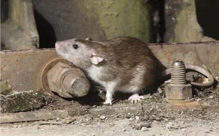 Rat captured in indoor trap