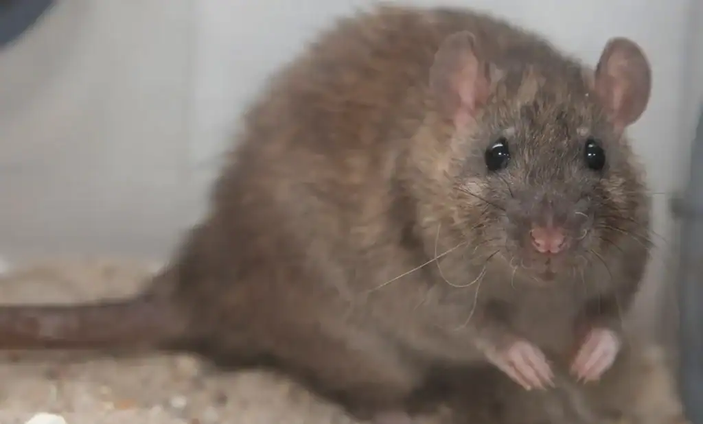 close photo of a mouse inside the netted space