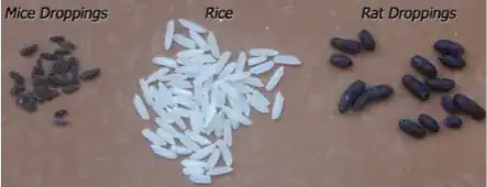 photo comparison of mice and rats excrements vs grains of rice