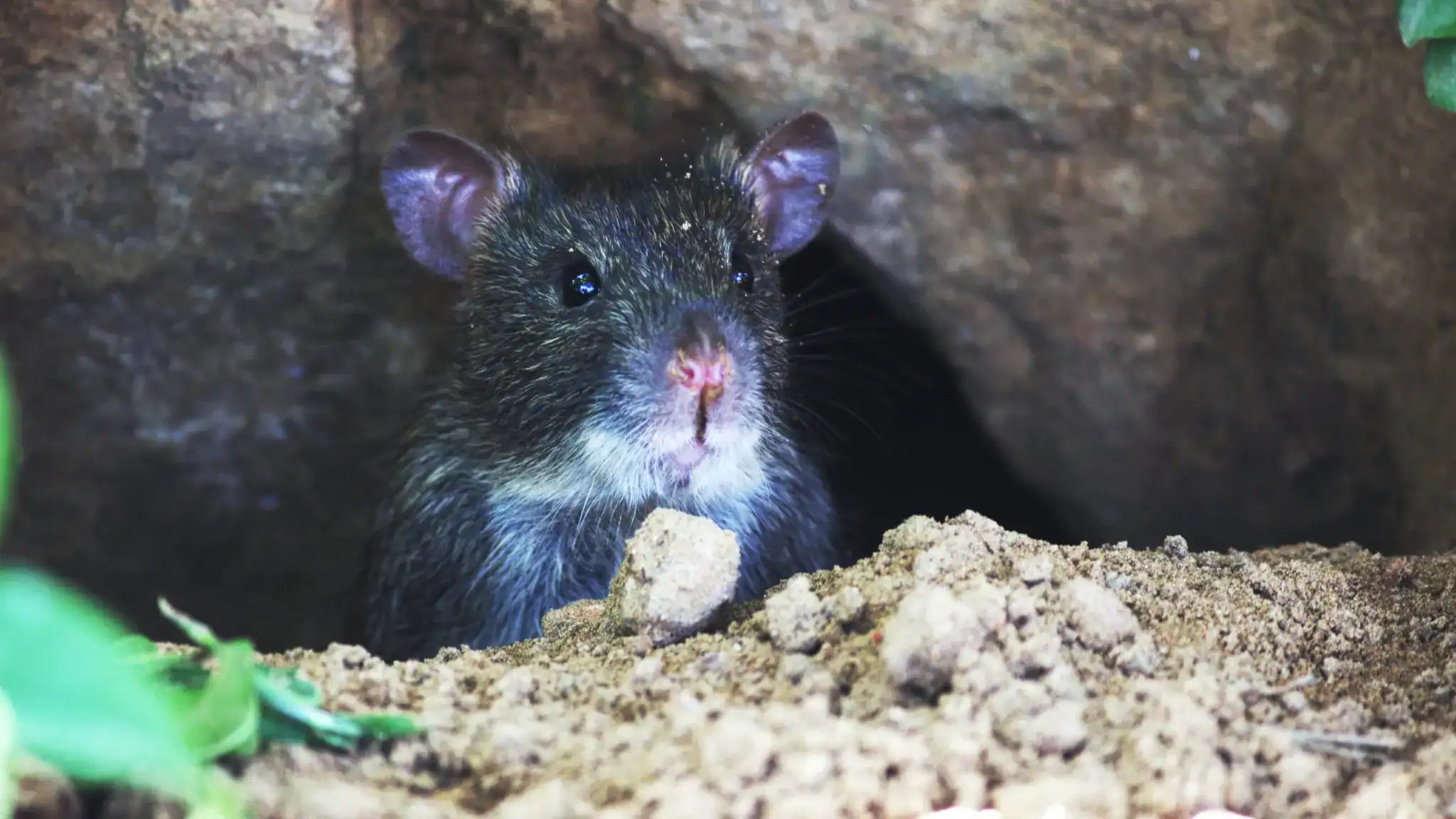 a rat sitting under the house foundation.