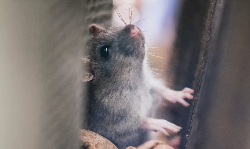 close photo of a mouse