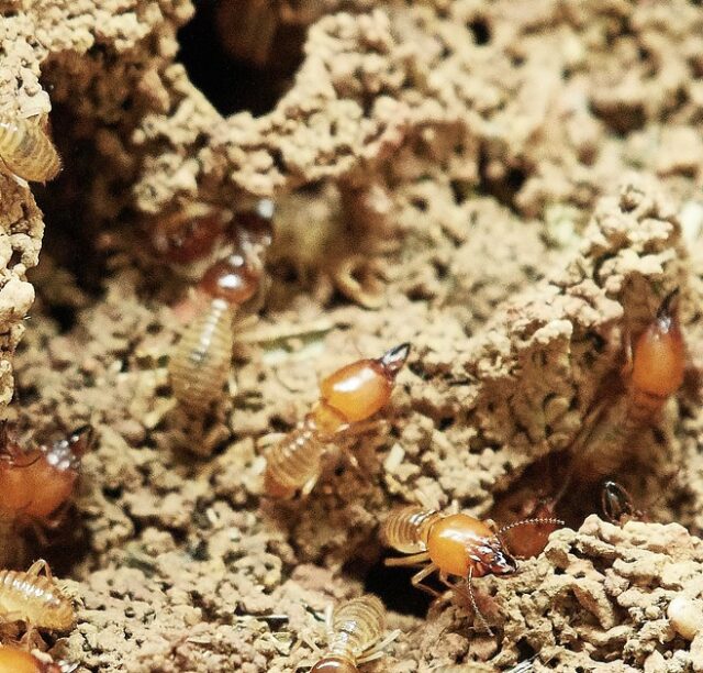 Termite Treatment in Panama, FL | Arrow Pest Service - Termite Treatment Services In Florida
