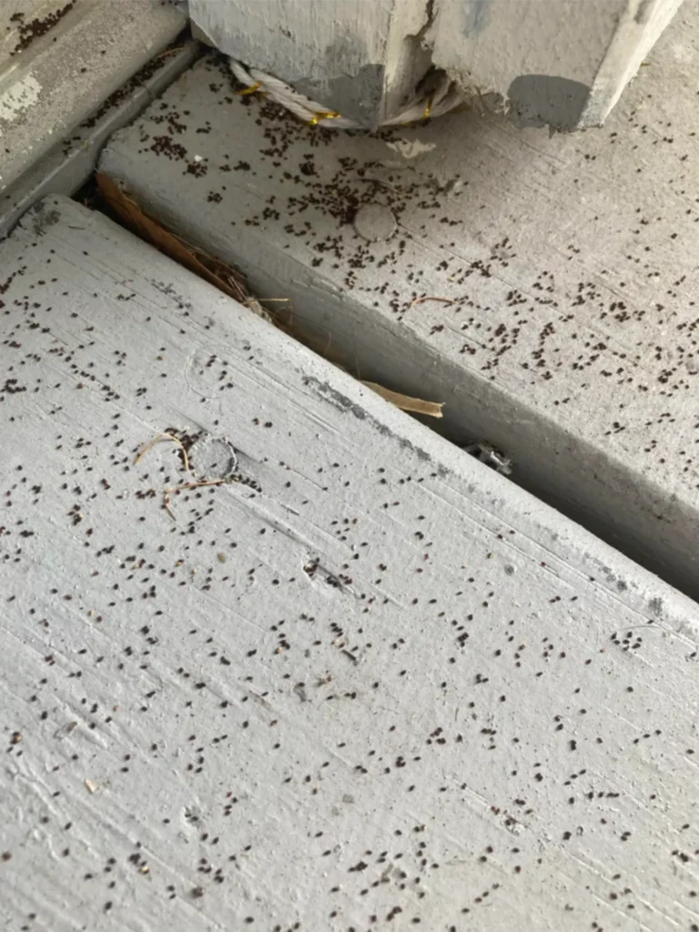 Termite droppings on exterior porch