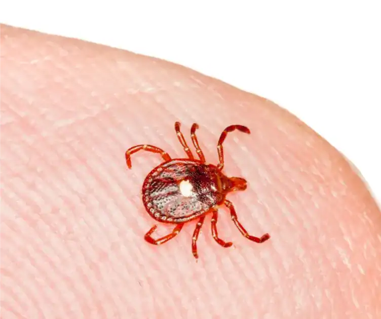 close up of bed bug
