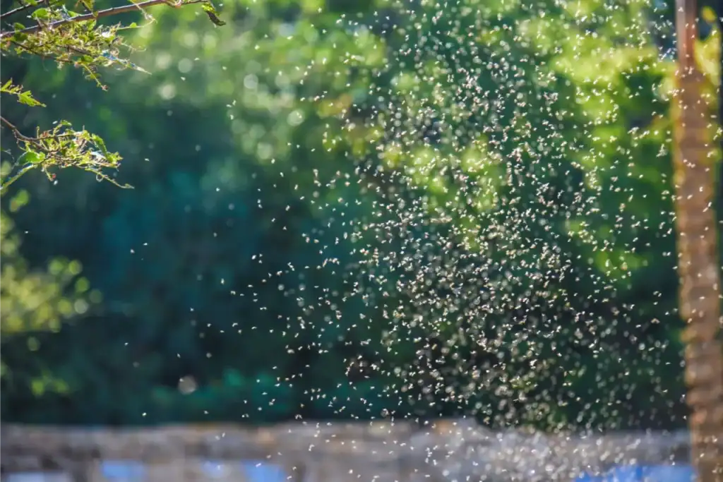 thousands of small mosquitoes in the air
