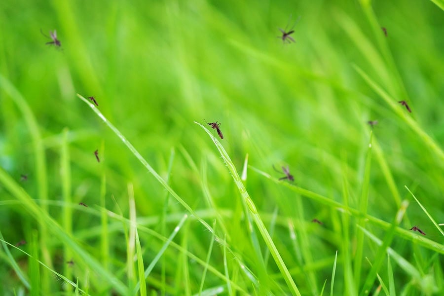 Mosquitos in the grass